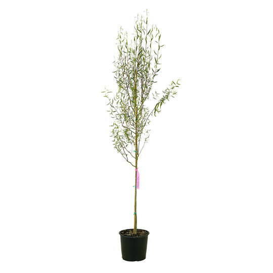 Full view of a container-grown Corkscrew willow against a white background