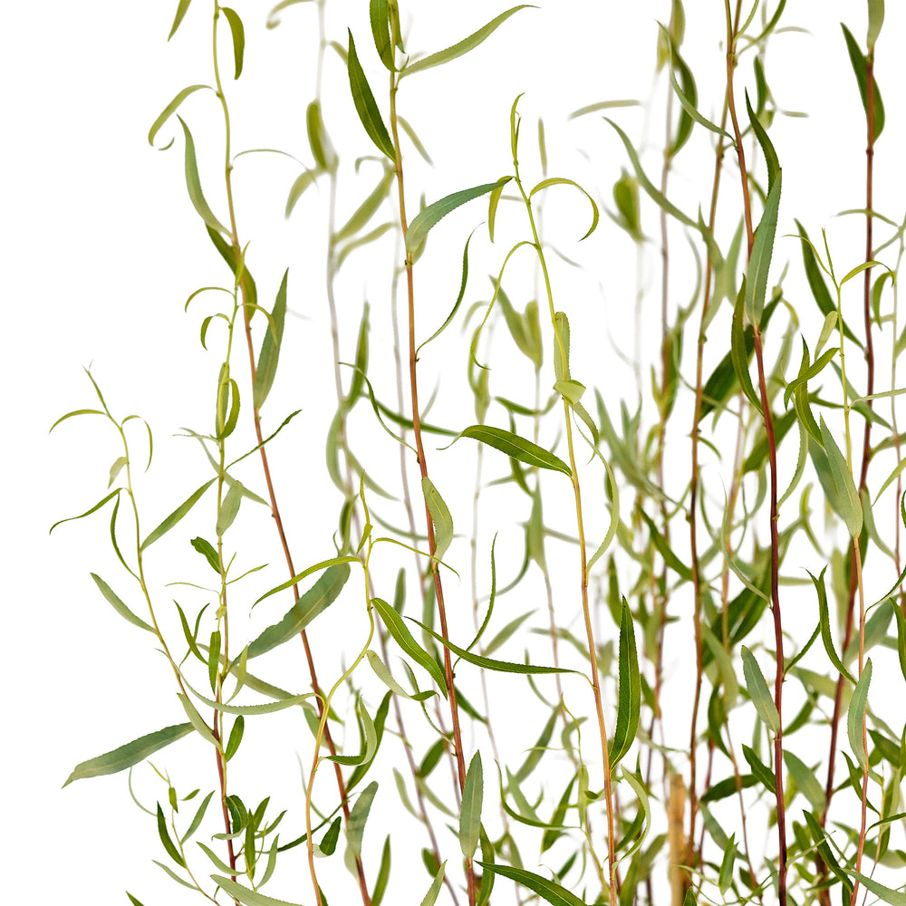 Canopy and branching detail of a container-grown Corkscrew willow
