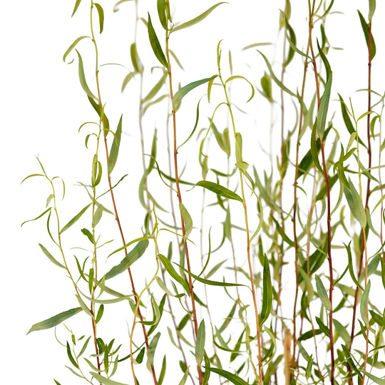 Canopy and branching detail of a container-grown Corkscrew willow