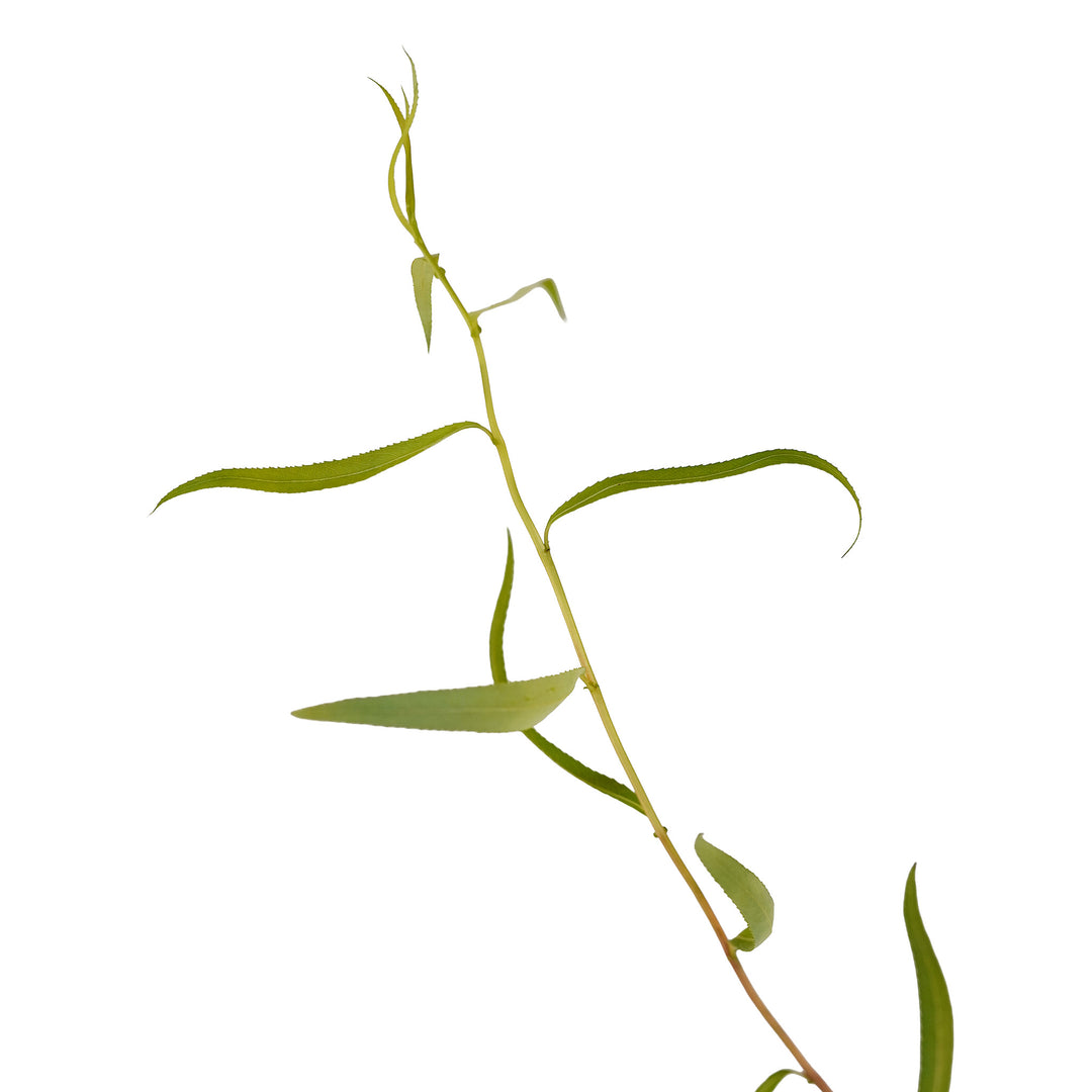 Foliage and branch detail of a container-grown Corkscrew willow