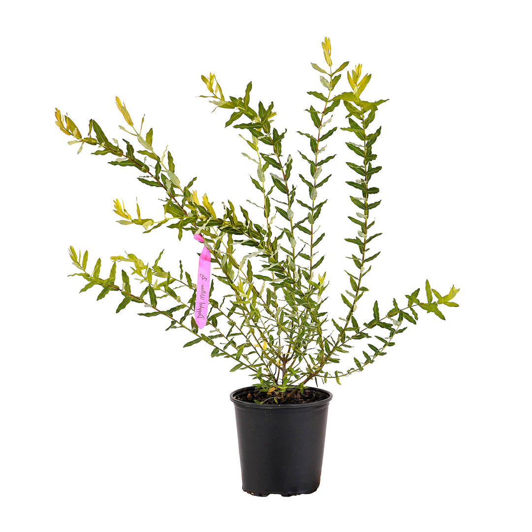 Full view of a container-grown Dappled Hakuro Nishiki Bush Form willow against a white background