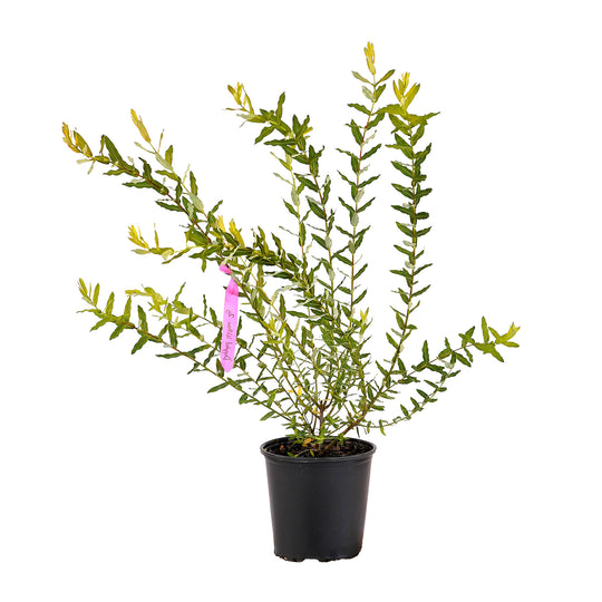 Full view of a container-grown Dappled Hakuro Nishiki Bush Form willow against a white background