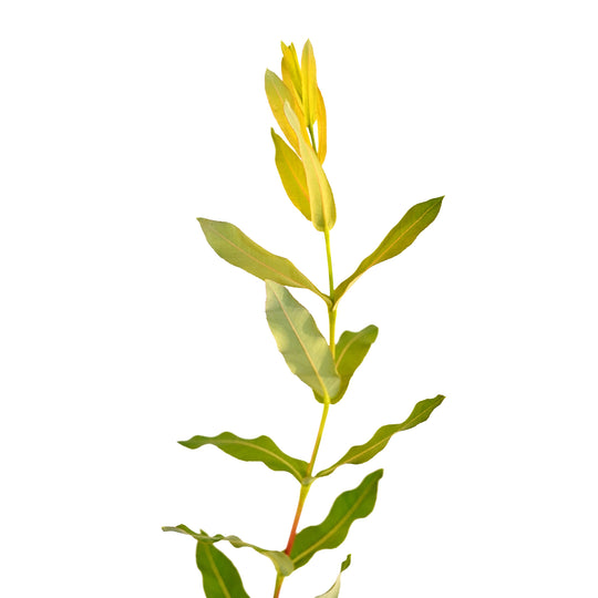 Foliage and branch detail of a container-grown Dappled Hakuro Nishiki Bush Form willow