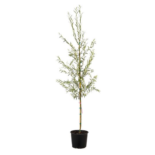 Full view of a container-grown Weeping willow against a white background