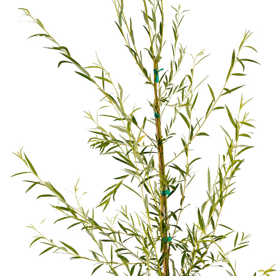 Canopy and branching detail of a container-grown Weeping willow