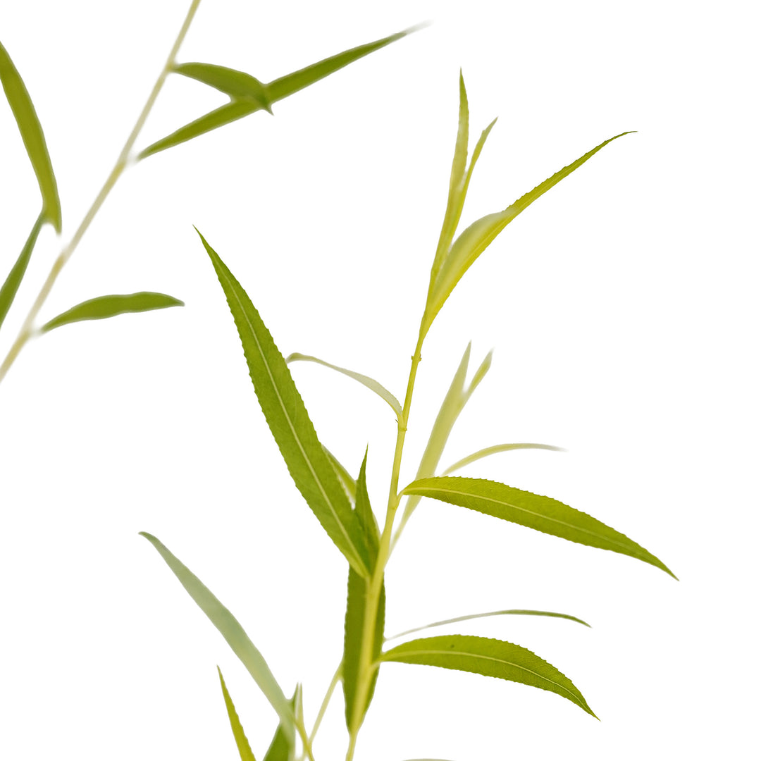 Foliage and branch detail of a container-grown Weeping willow