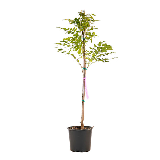 Full view of a container-grown Native Blue wisteria against a white background