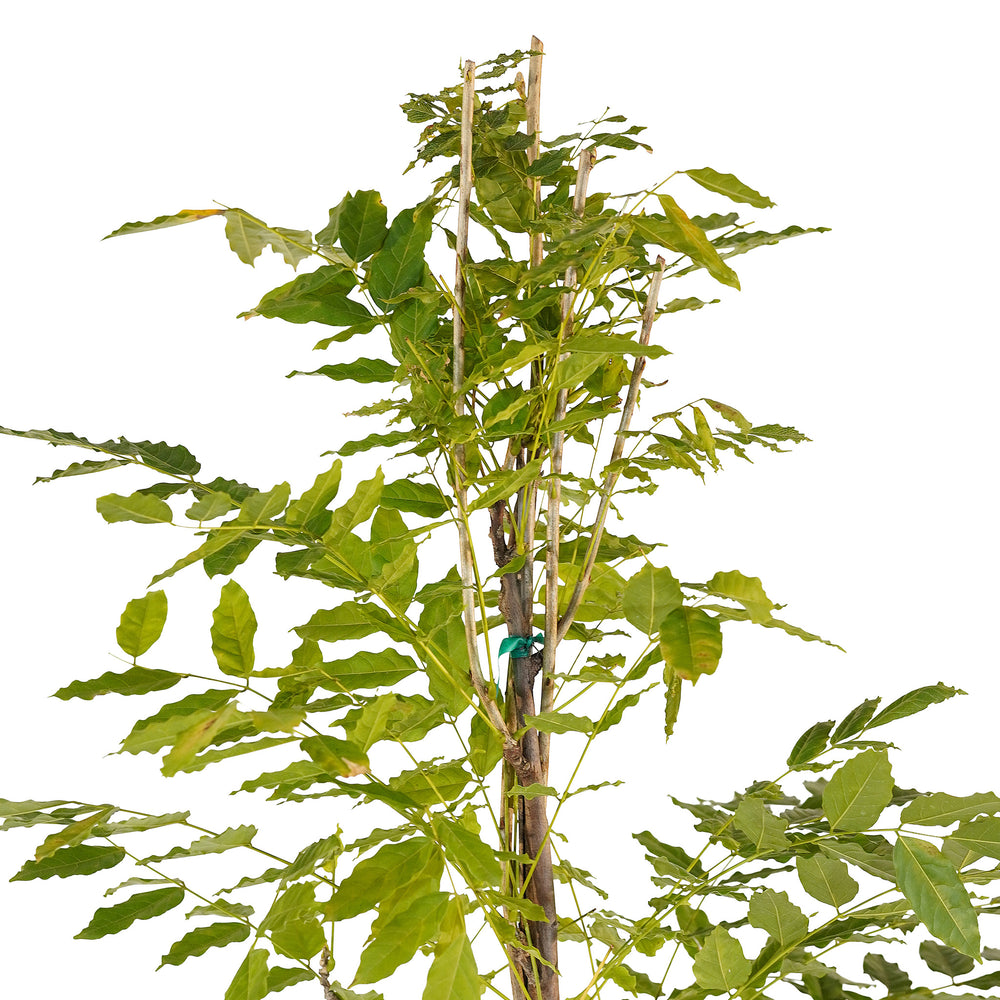 Canopy and branching detail of a container-grown Native Blue wisteria